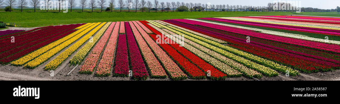 Landscape with colorful tulip field, North Holland, Netherlands Stock Photo