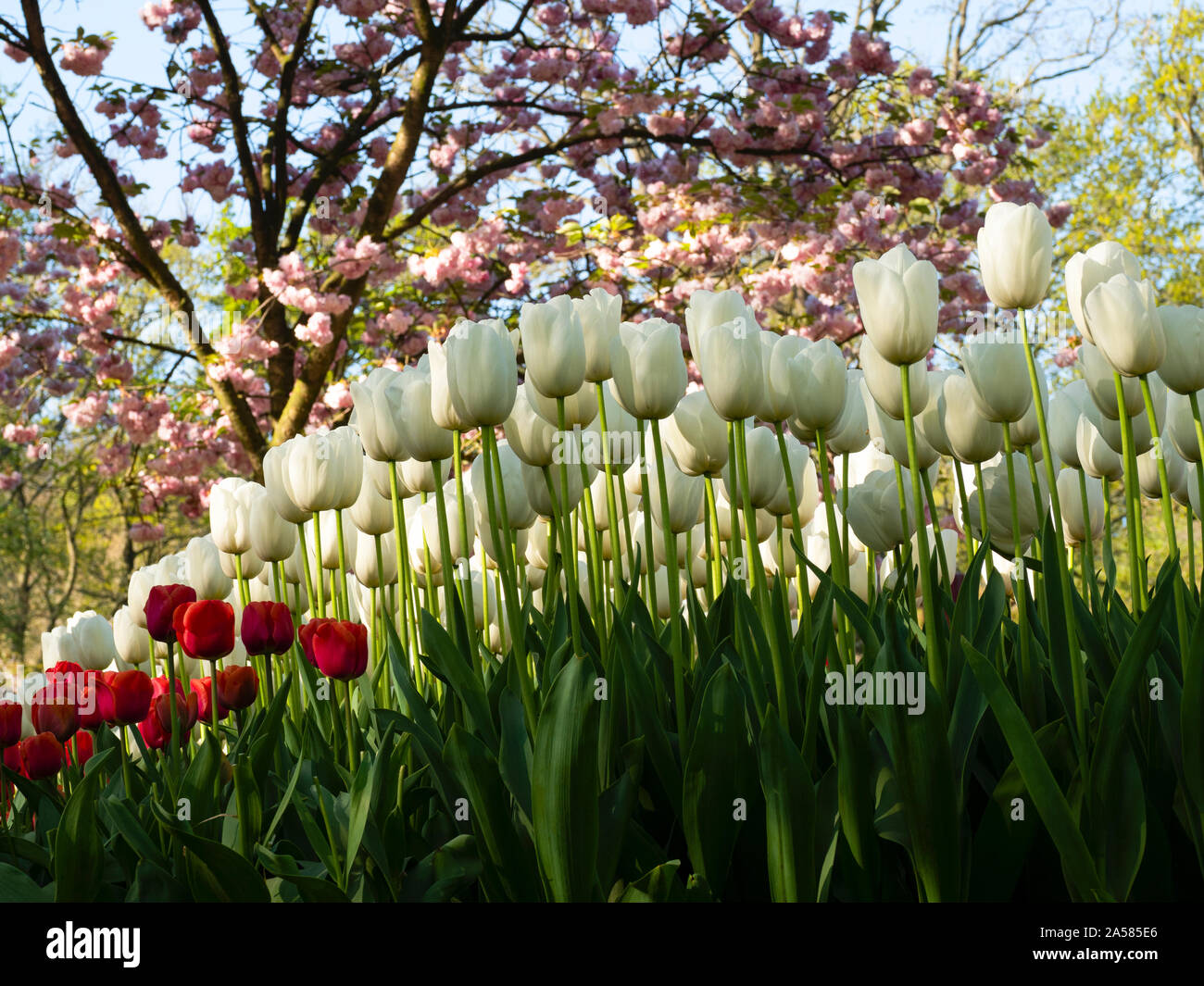 White tulip flowerbed, Keukenhof Gardens, Lisse, South Holland, Netherlands Stock Photo