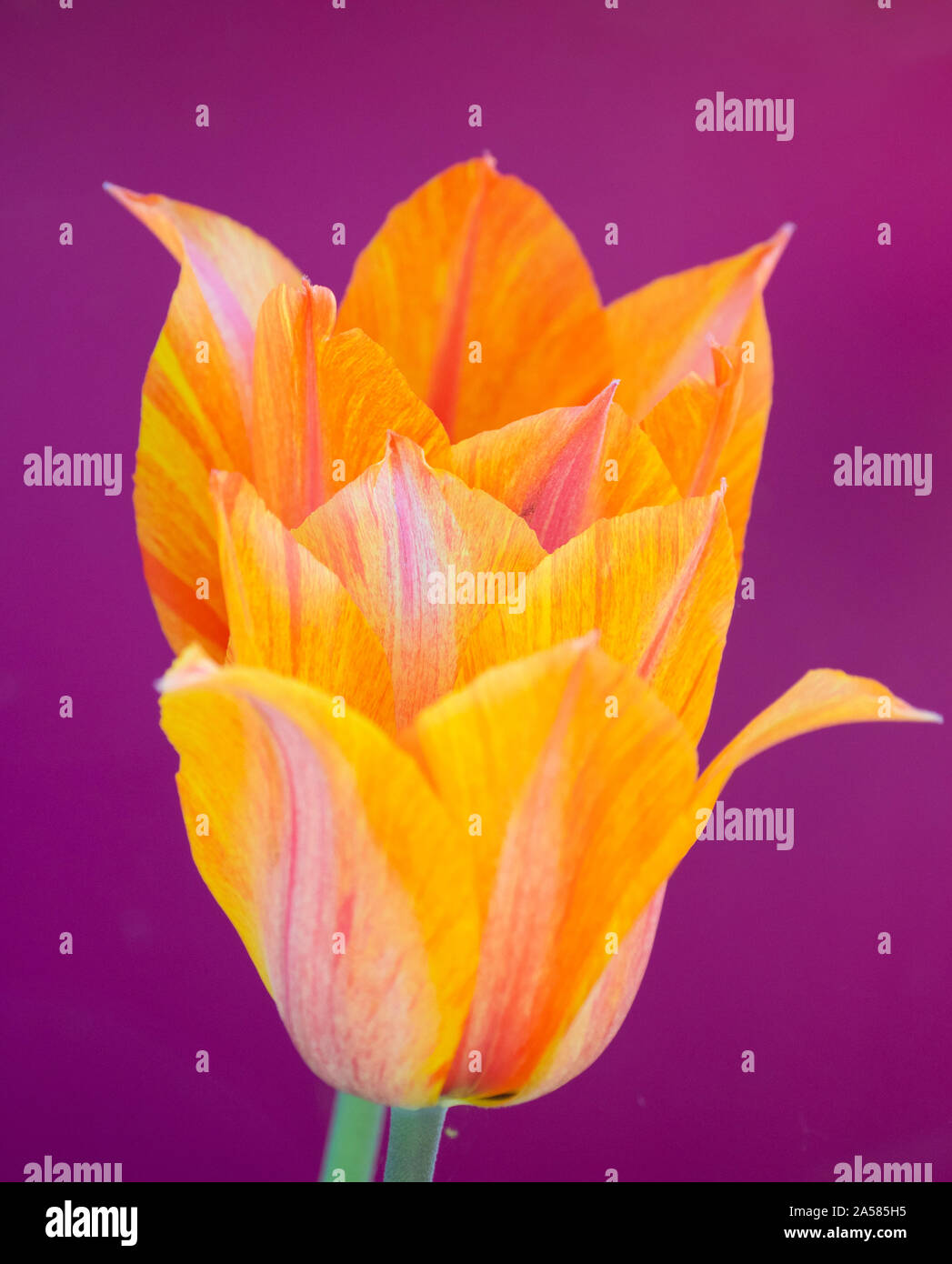 Close-up of orange tulip flower, Keukenhof Gardens, Lisse, South Holland, Netherlands Stock Photo