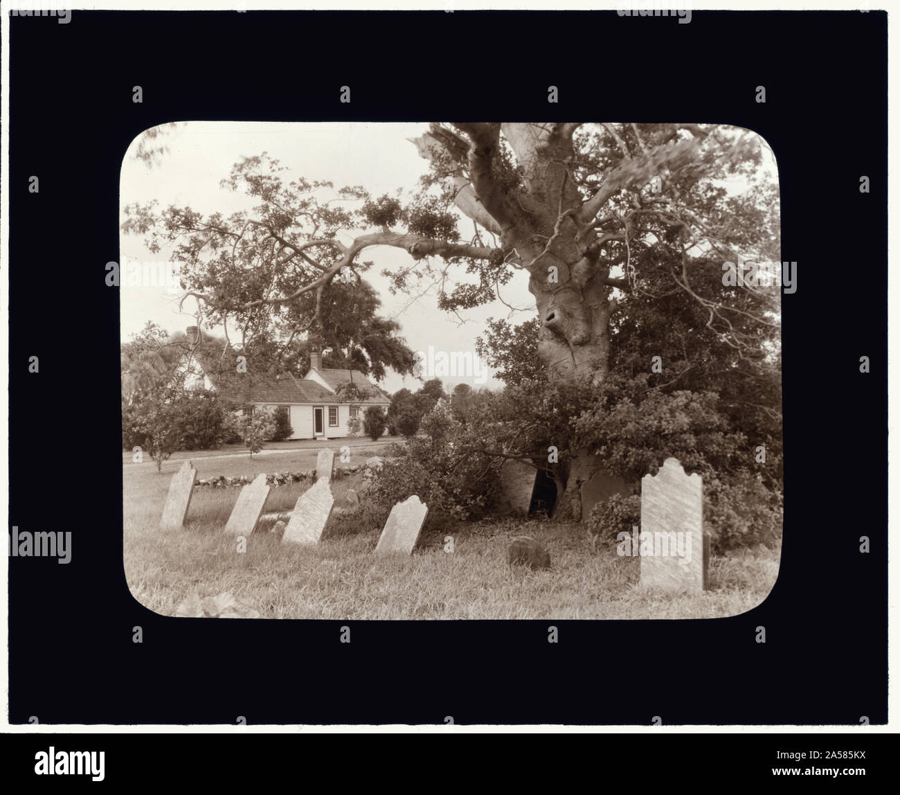 Warwick, Quinby vicinity, County, Virginia. Grave markers under an oak Stock Photo Alamy