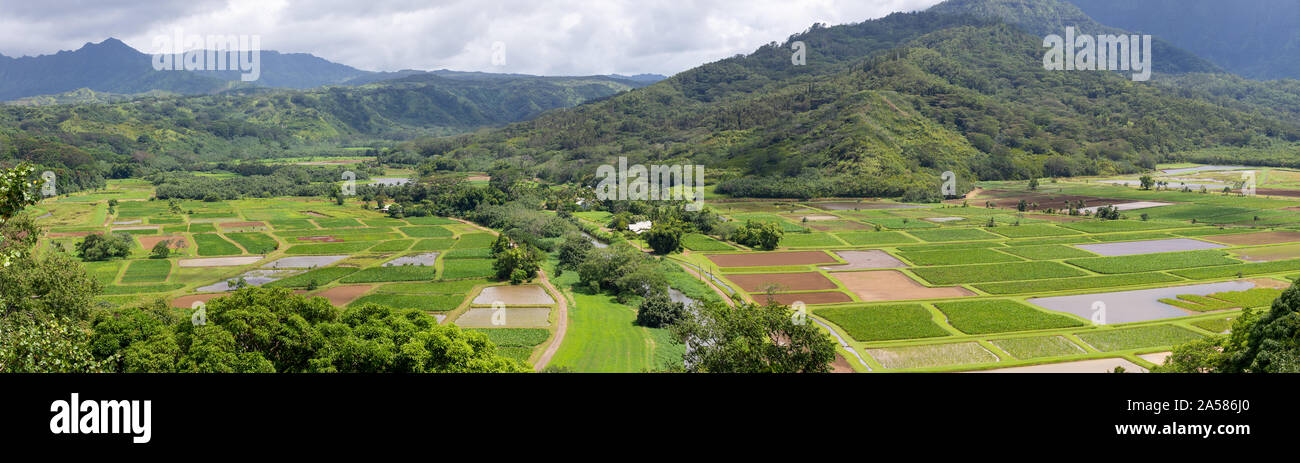 Taro Farm Princeville Hawaii Stock Photo