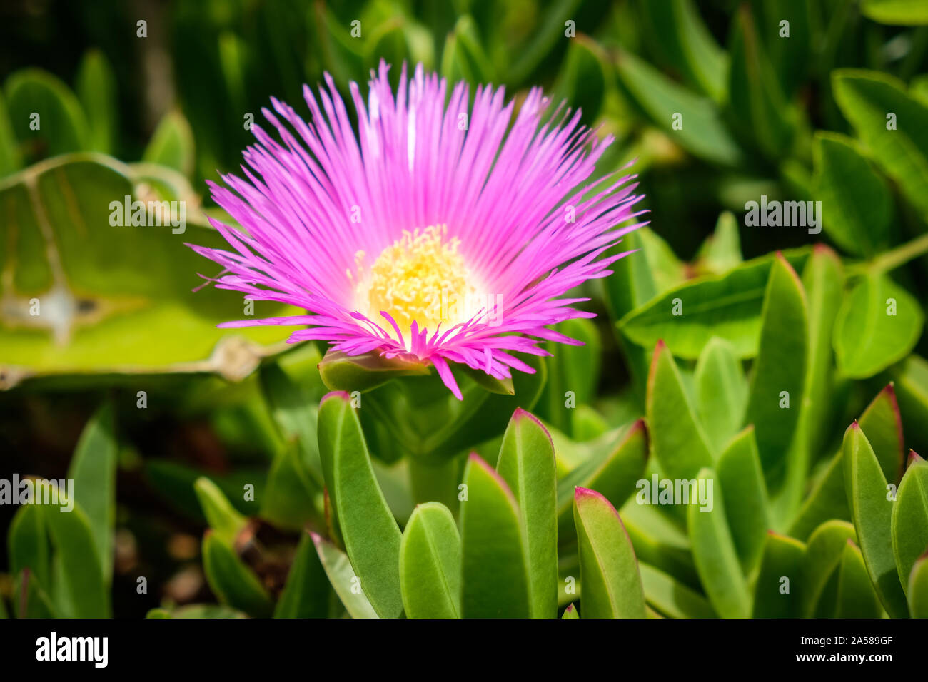 Bermuda flowers hires stock photography and images Alamy
