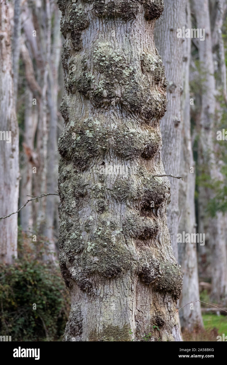 Dead oak trees in a dead forest in the New Forest, Hampshire, UK Stock