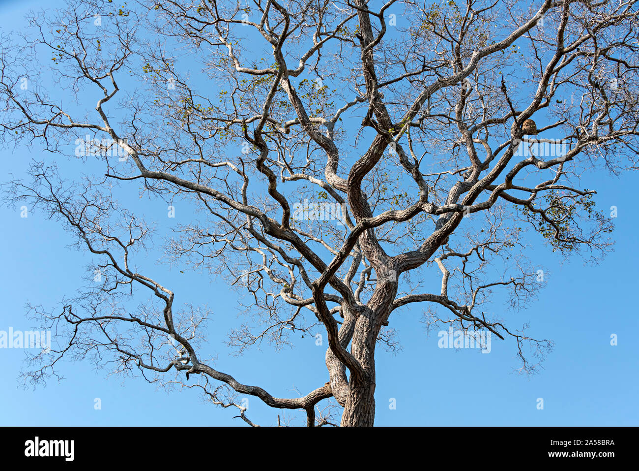 Bare Tree Stock Photo