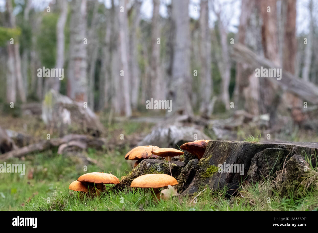 Dead oak trees in a dead forest in the New Forest, Hampshire, UK Stock