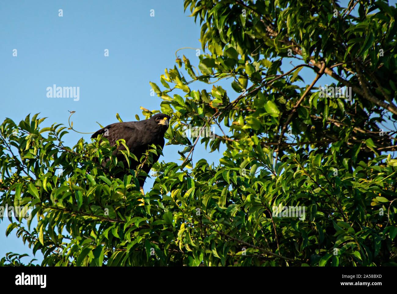 Black Hawk In A Tree Stock Photo