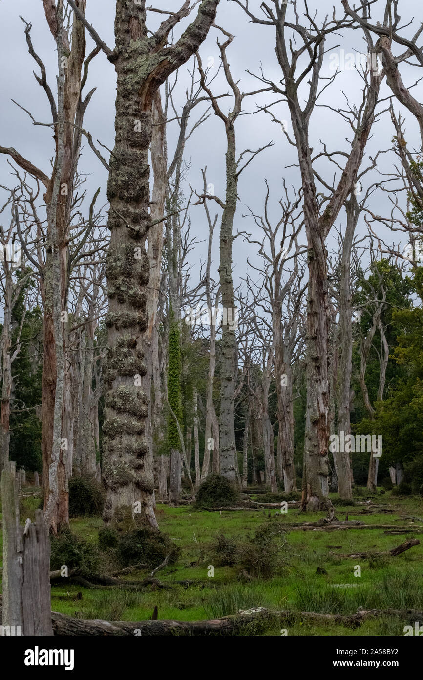 Dead oak trees in a dead forest in the New Forest, Hampshire, UK Stock