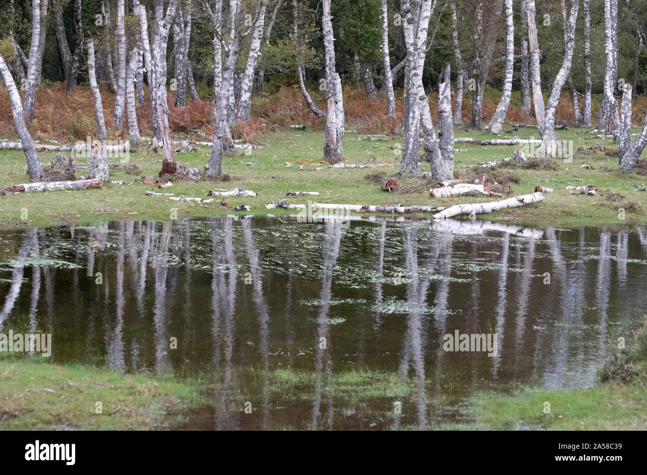 Dead birch trees in a dead forest in the New Forest, Hampshire, UK