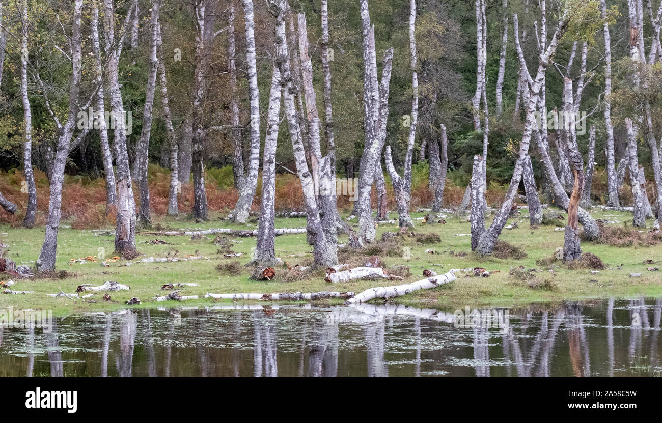 Dead birch trees in a dead forest in the New Forest, Hampshire, UK