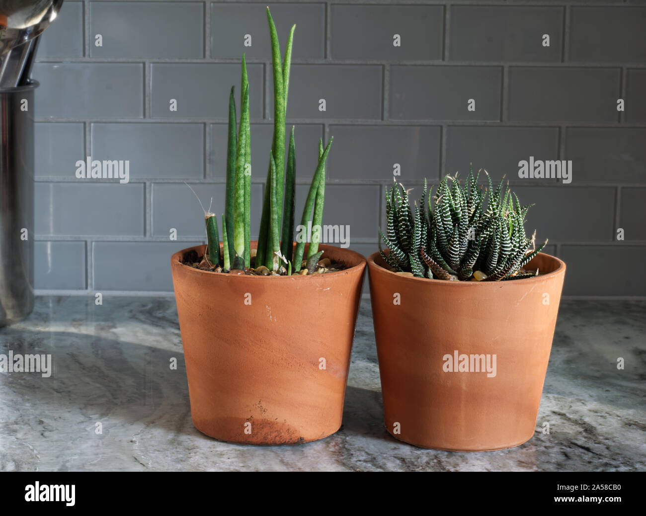 Zebra Plant and another succulent on a gray countertop. Stock Photo