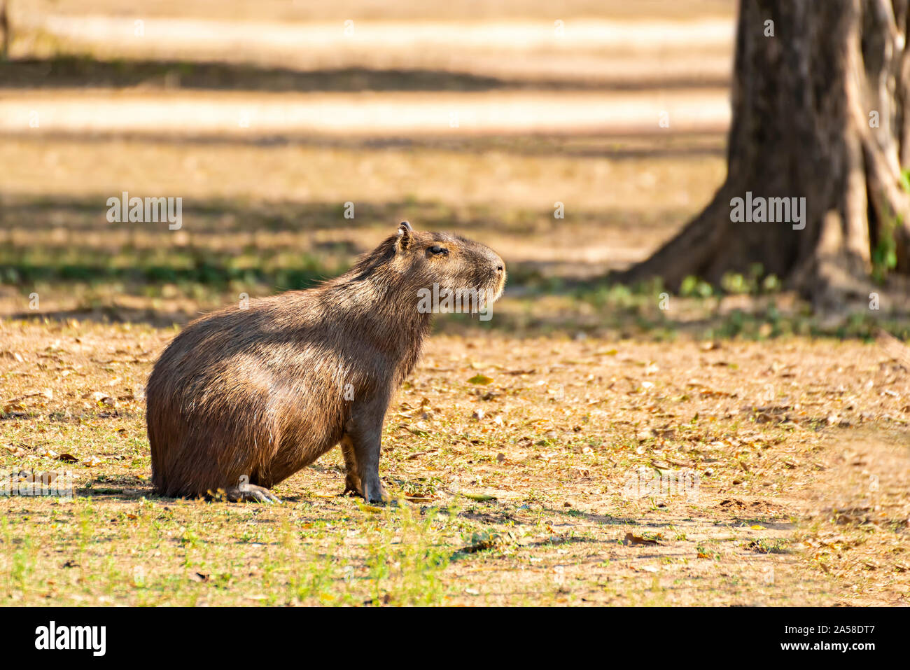Capybara In The Sunlight Stock Photo