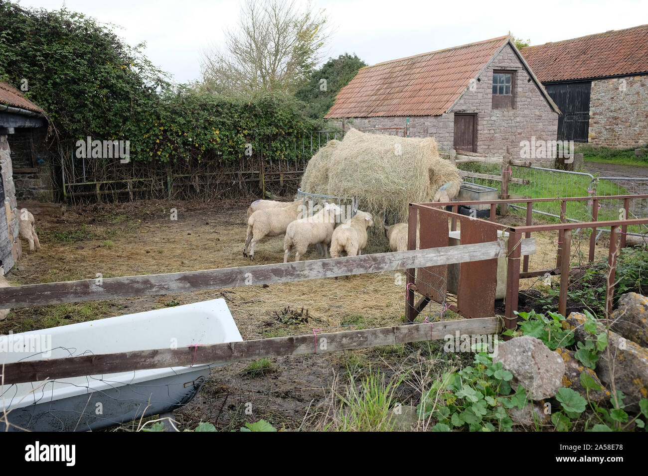 October 2019 - farm yard sheep eating from a feeder Stock Photo