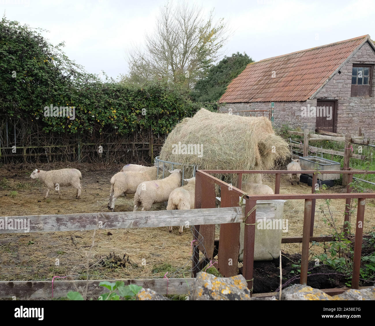 October 2019 - farm yard sheep eating from a feeder Stock Photo