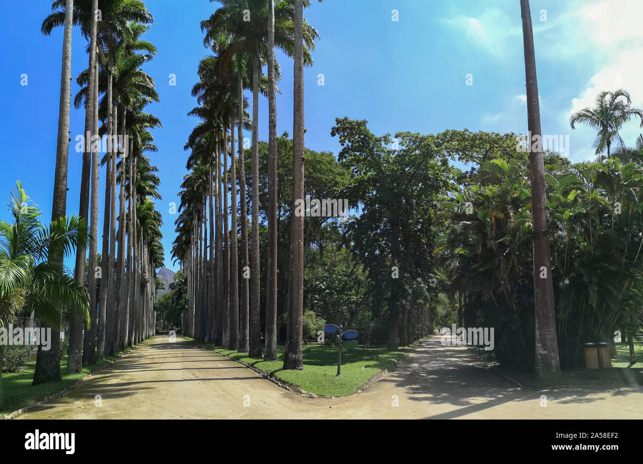 Imperial Palm Path of the Botanical Garden of Rio de Janeiro Brazil. Stock Photo