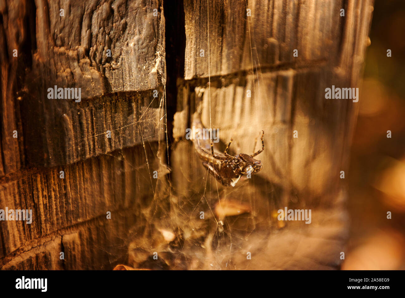 lizard trapped in a spider, the body of a dried lizard entangled in a