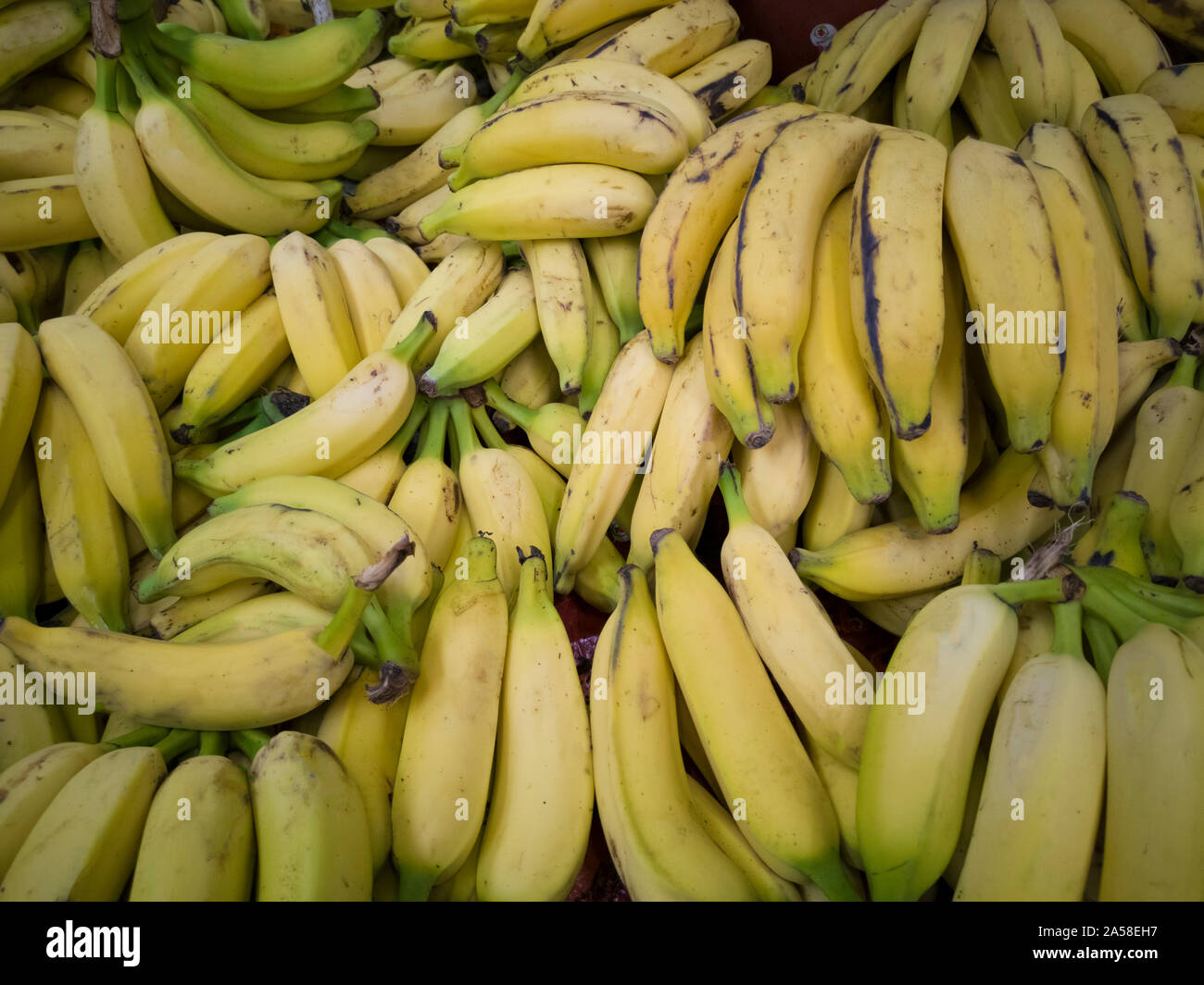 Bananas for sale at the market Stock Photo Alamy