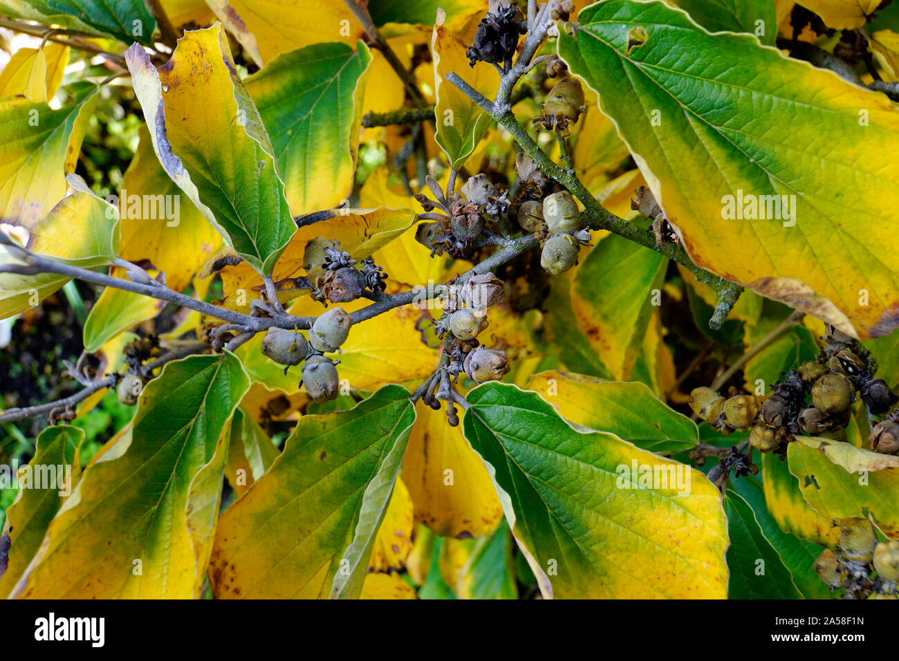 Früchte und Herbstlaub der Zaubernuss (Hamamelis spec.) Stock Photo