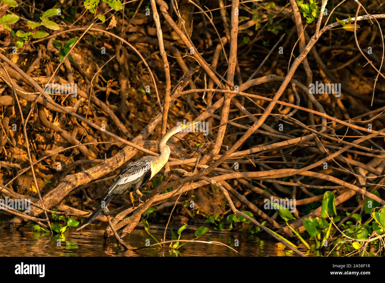 Heron In The Branches Stock Photo