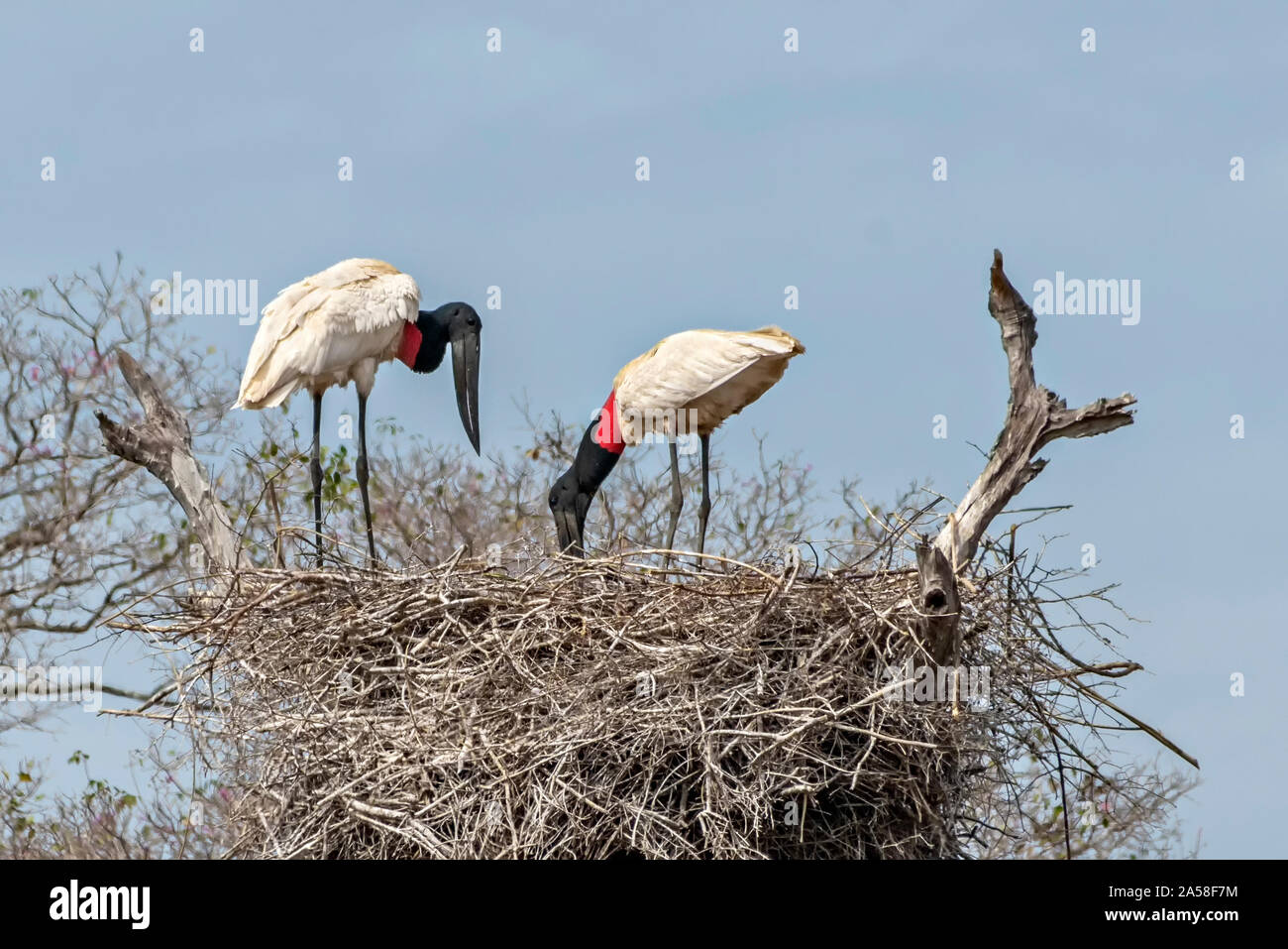 Jabiru Storks On Nest Stock Photo