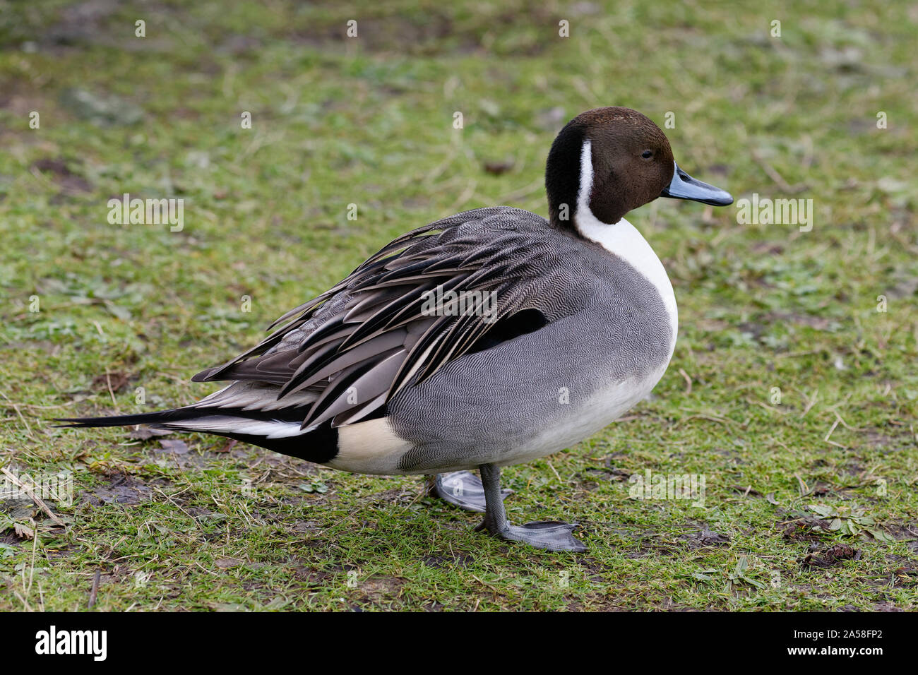 Northern Pintail - Anas Acuta  Male duck on grass Stock Photo