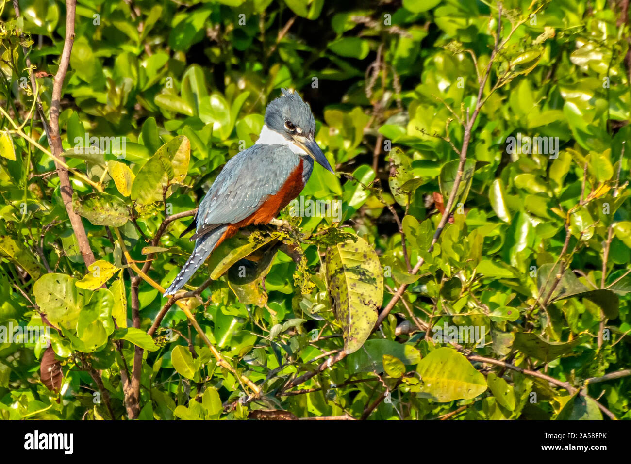 Color of kingfisher hires stock photography and images Alamy
