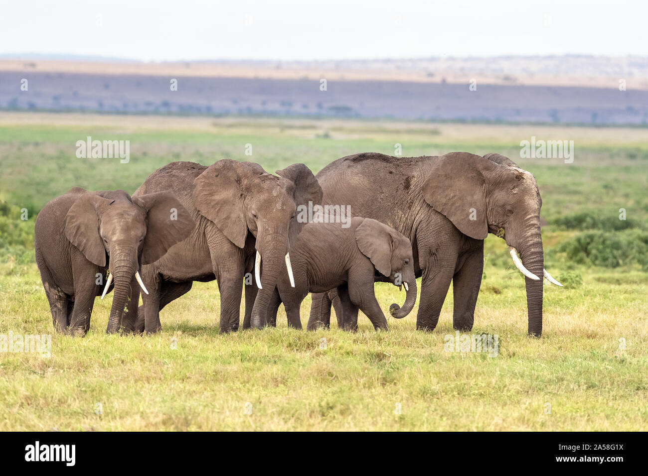 Family group of elephants, with matriarch, older daughter and two calves, in the lush grasslands