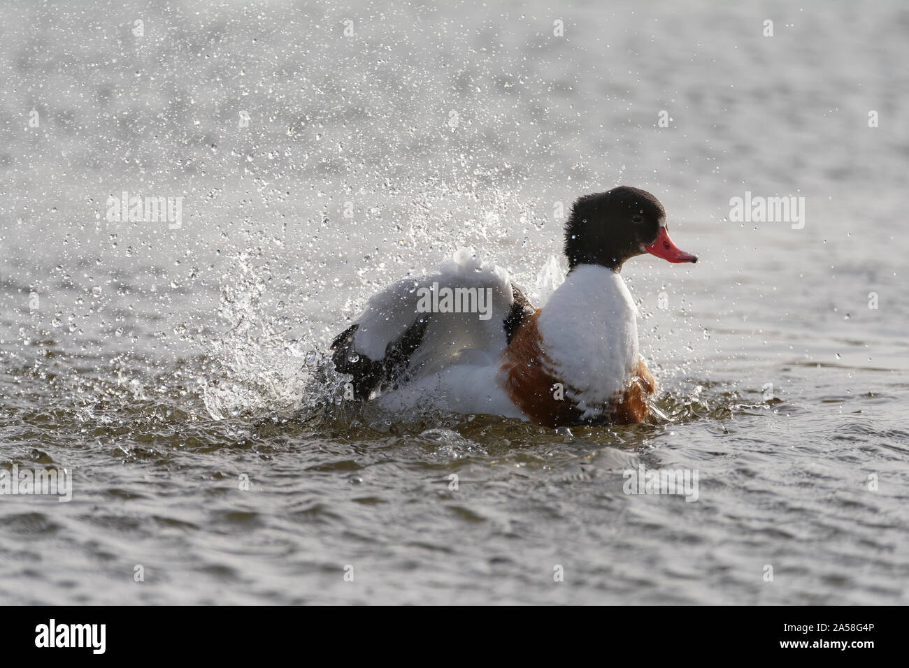 Common Shelduck - Tadorna tadorna  Juvenile Splashing in water Stock Photo