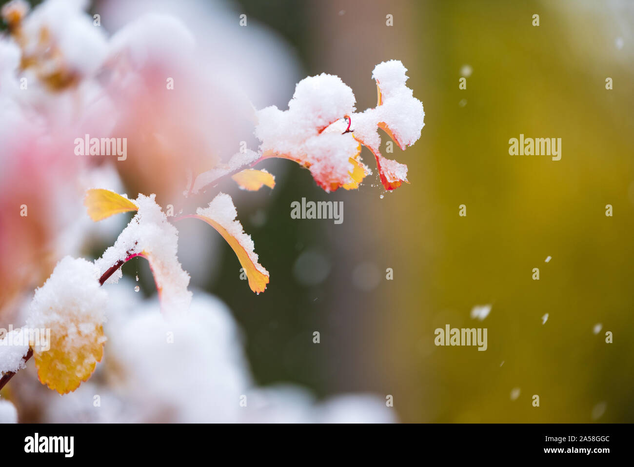 Spirea In Winter High Resolution Stock Photography And Images Alamy Spirea In Winter High Resolution Stock Photography And Images Alamy