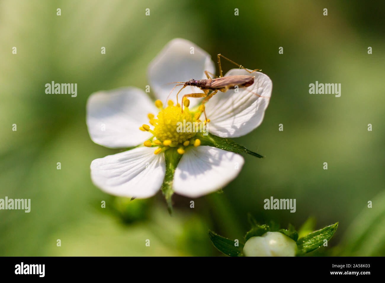Damsel bug Nabis rugosus feeding on white virginia strawberry flower in spring Stock Photo