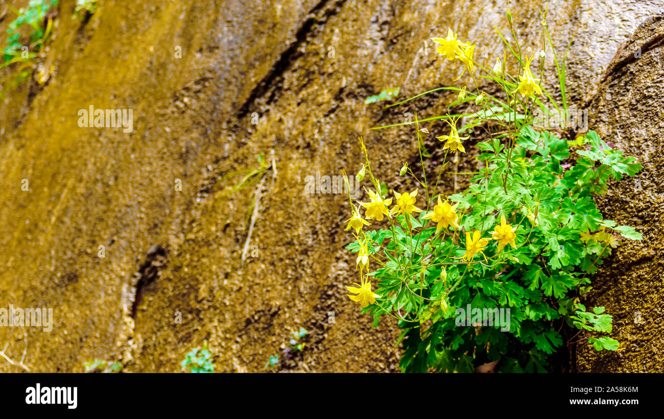 Flowering Columbine plants in the Hanging Gardens on the Sandstone Mountains on the Riverside Walk in Zion National Park, Utah, United Sates Stock Photo