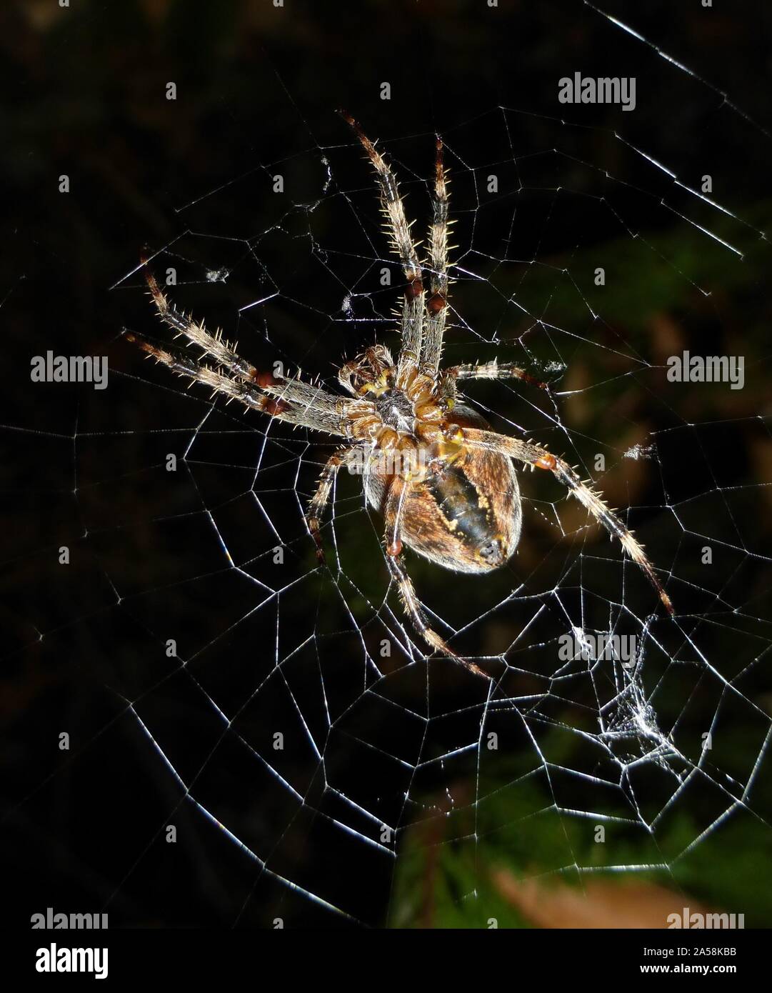 A garden orb weaver spider lurking for prey at the center of a large spider web Stock Photo