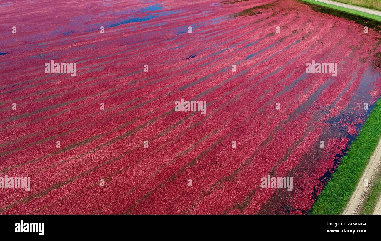 Aerial view of the harvesting of red cranberries floating in a flooded