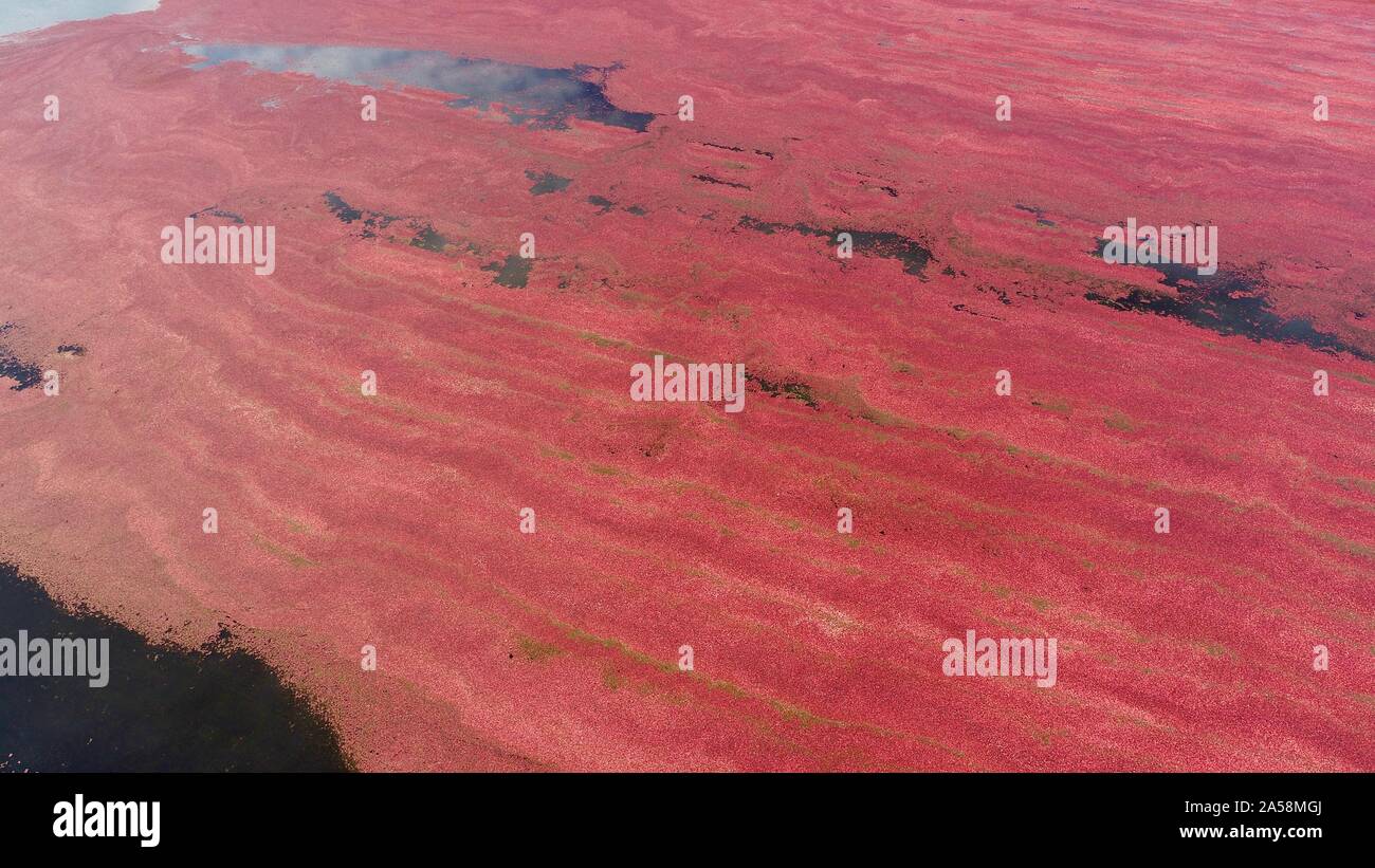 Cranberry bog aerial hires stock photography and images Alamy