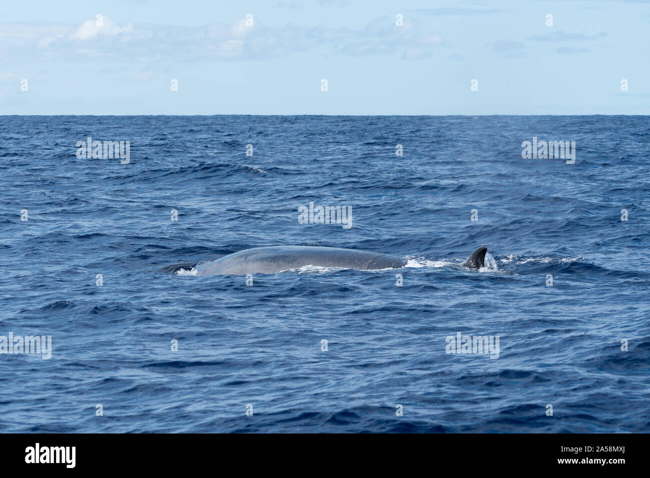 Side view of a Sei Whale (Balaenoptera borealis) and its dorsal fin as it surfaces for breath in the Atlantic Ocean off the coast of the Azores. Stock Photo