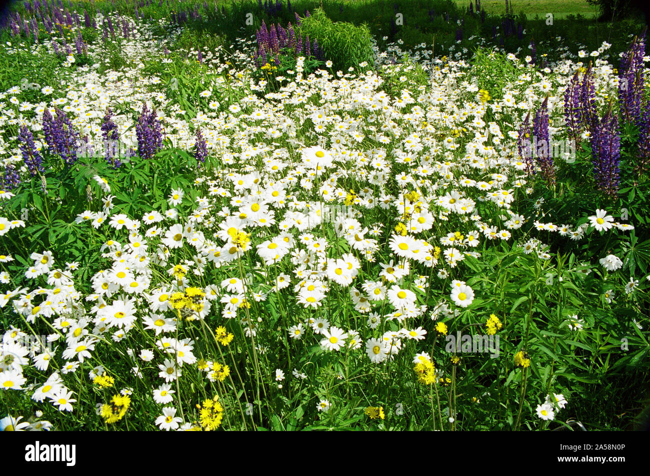 New England wildflowers Stock Photo Alamy