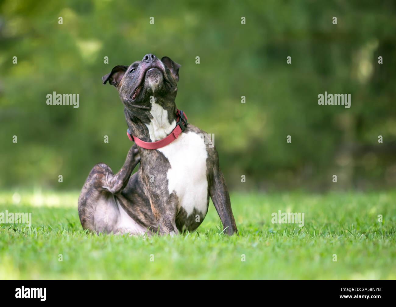 A brindle and white Pit Bull Terrier mixed breed dog sitting outdoors and scratching at its collar Stock Photo
