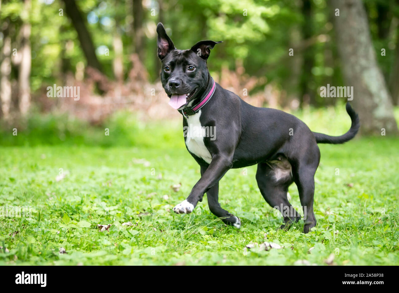 A Happy Black And White Pit Bull Terrier Mixed Breed Dog With Floppy Ears  Running Outdoors Stock Photo - Alamy