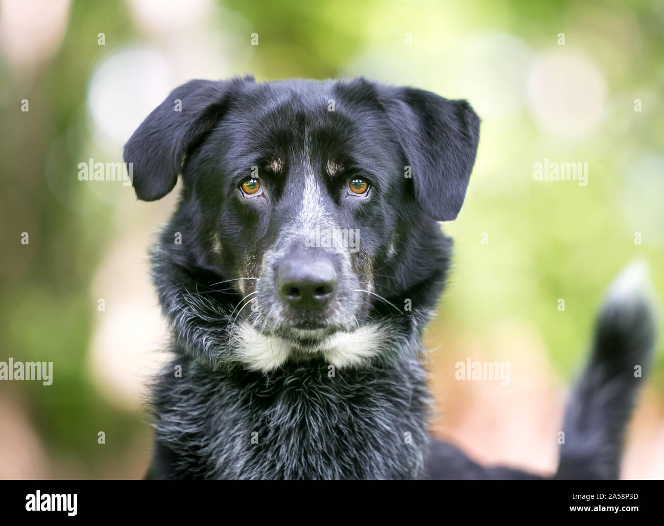 A Border Collie / Australian Cattle Dog mixed breed dog outdoors looking directly at the camera Stock Photo