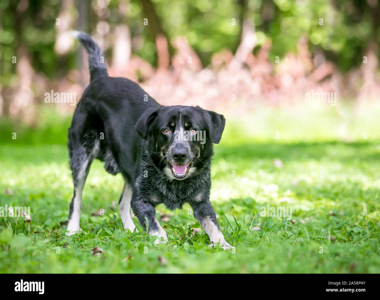 A playful Border Collie / Australian Cattle Dog mixed breed dog in a play bow position Stock Photo