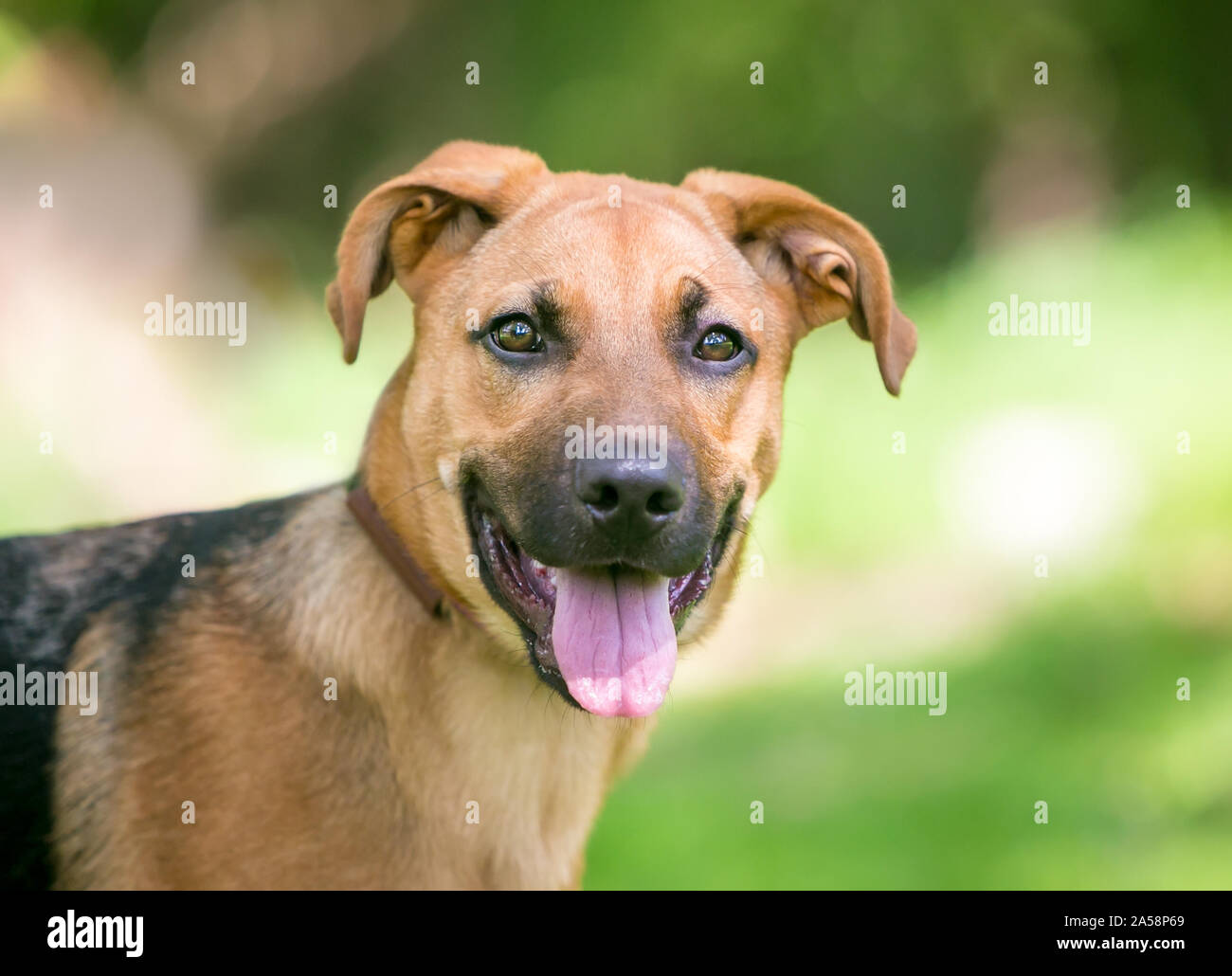 A German Shepherd Dog puppy with floppy ears outdoors Stock Photo