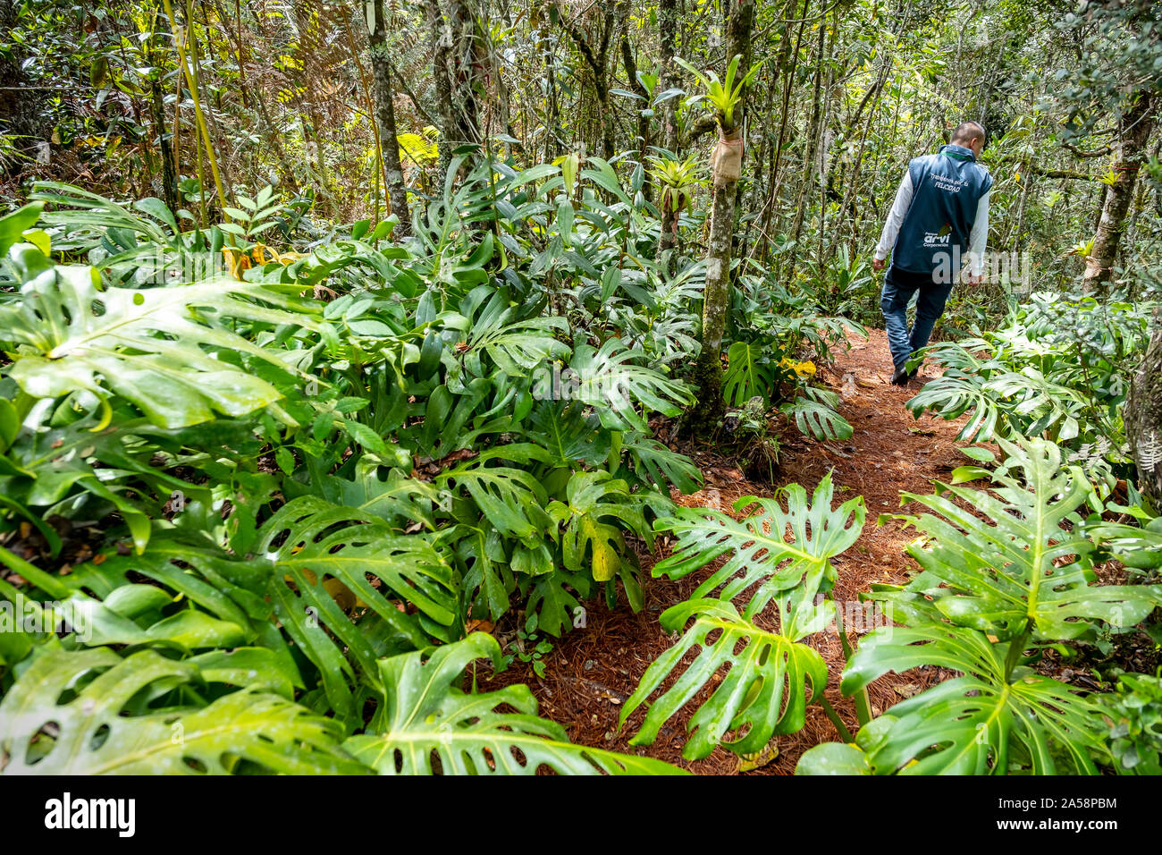 Man walking, myths and legends trail, Arví Park, Medellin, Colombia Stock Photo