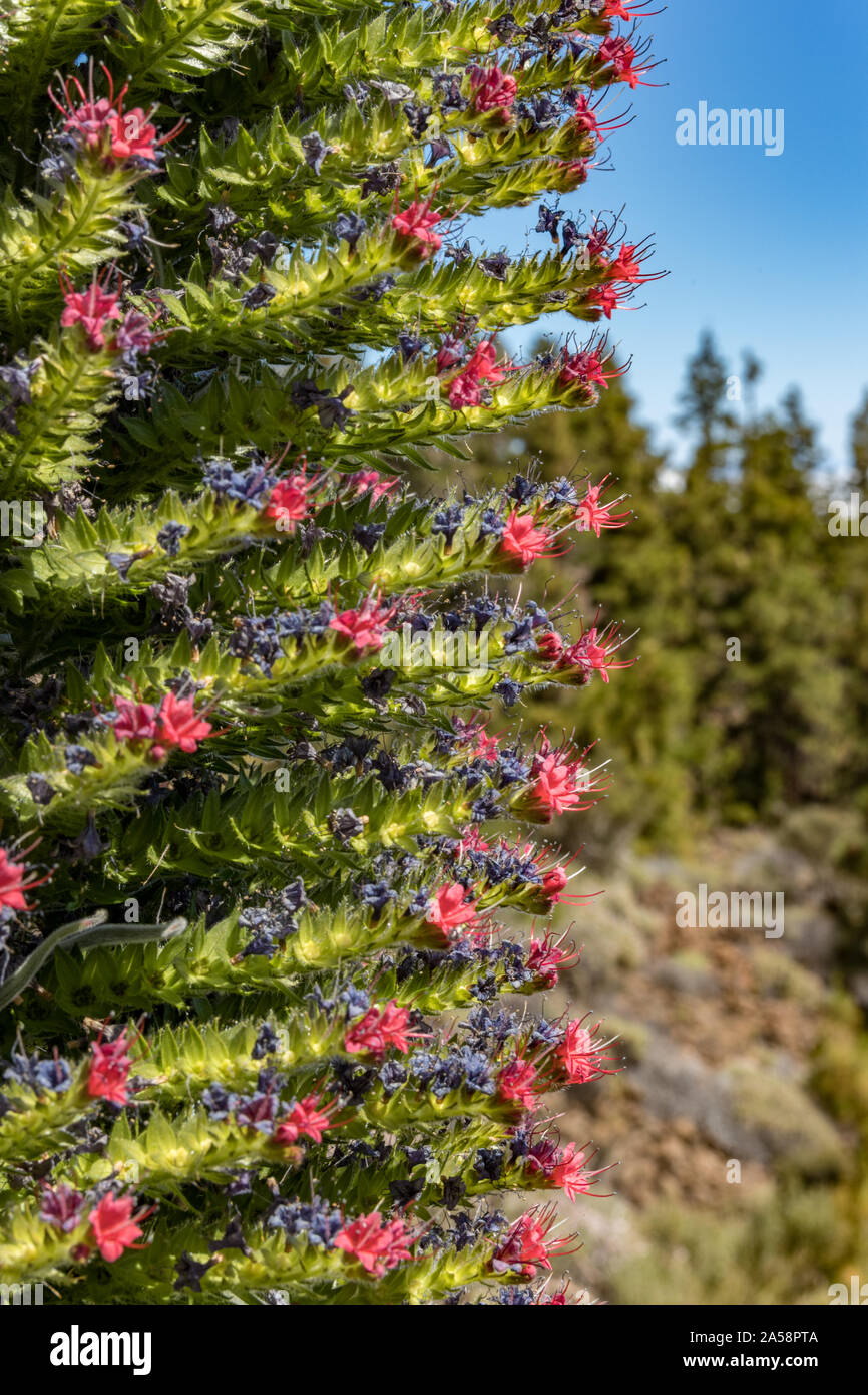 Close up of beautiful flower Tajinaste - Echium wildpreti. The endemic flower is a symbol of the Teide National Park. Like a good honey plant, it is a Stock Photo