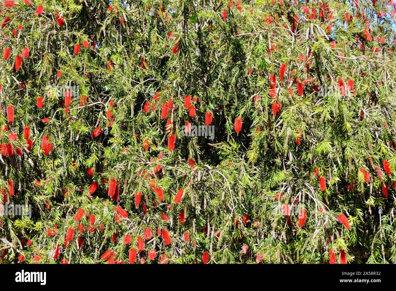 red callistemon flowers and green plants in a sunny day Stock Photo