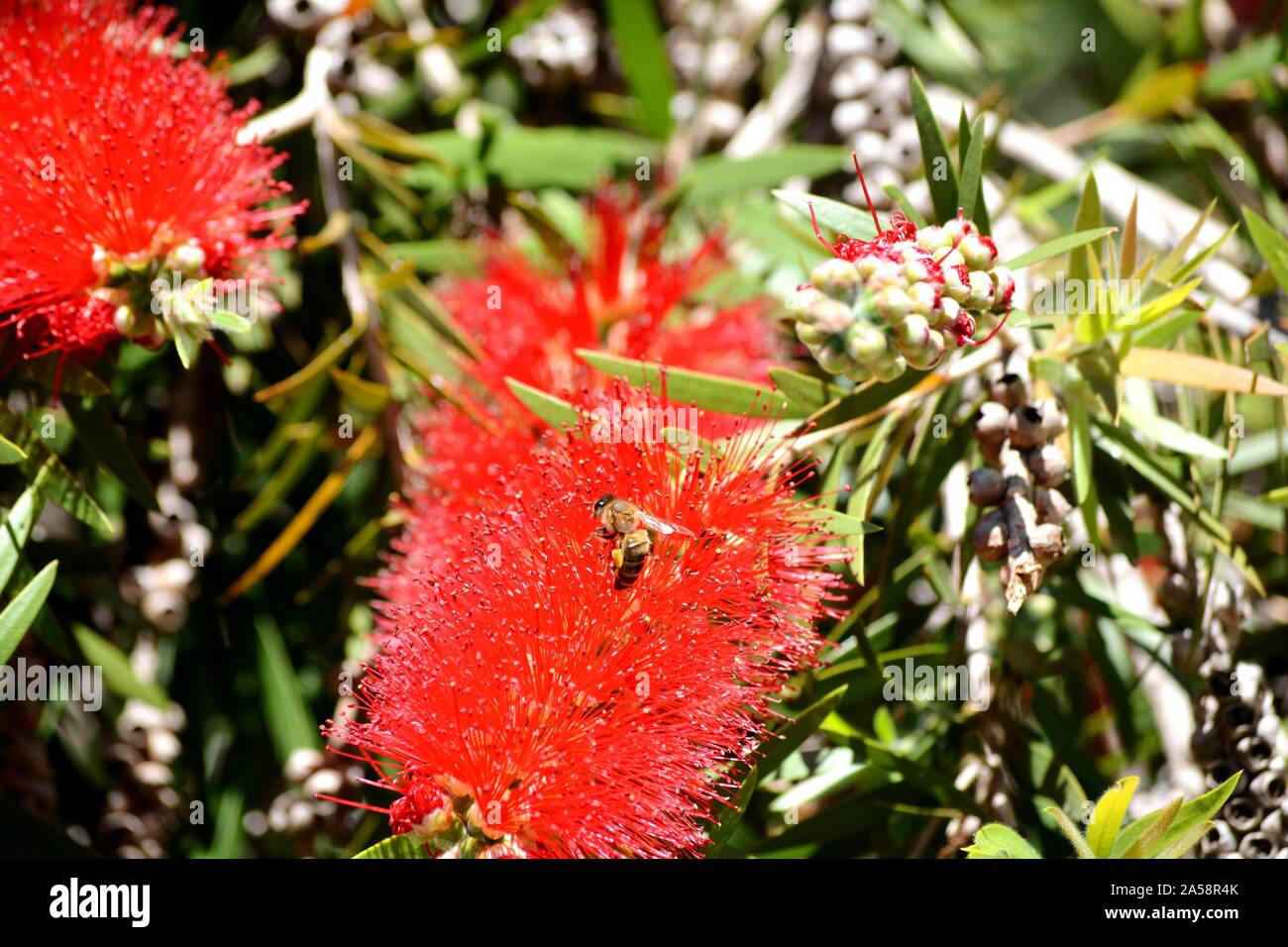 red callistemon flowers and green plants in a sunny day Stock Photo