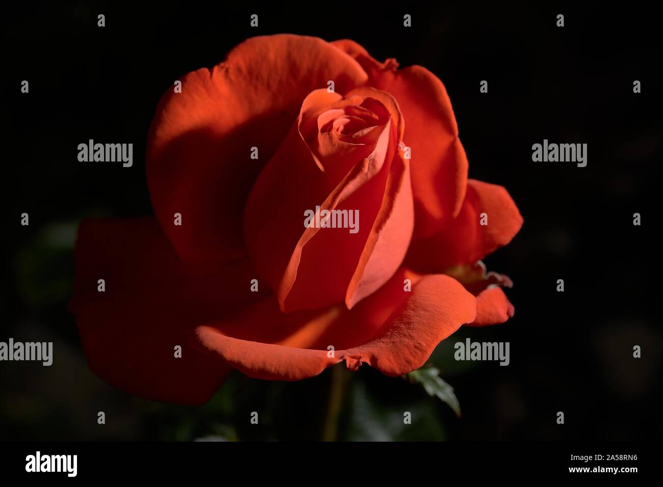 Closeup shot of red garden rose with a blurred background Stock Photo ...