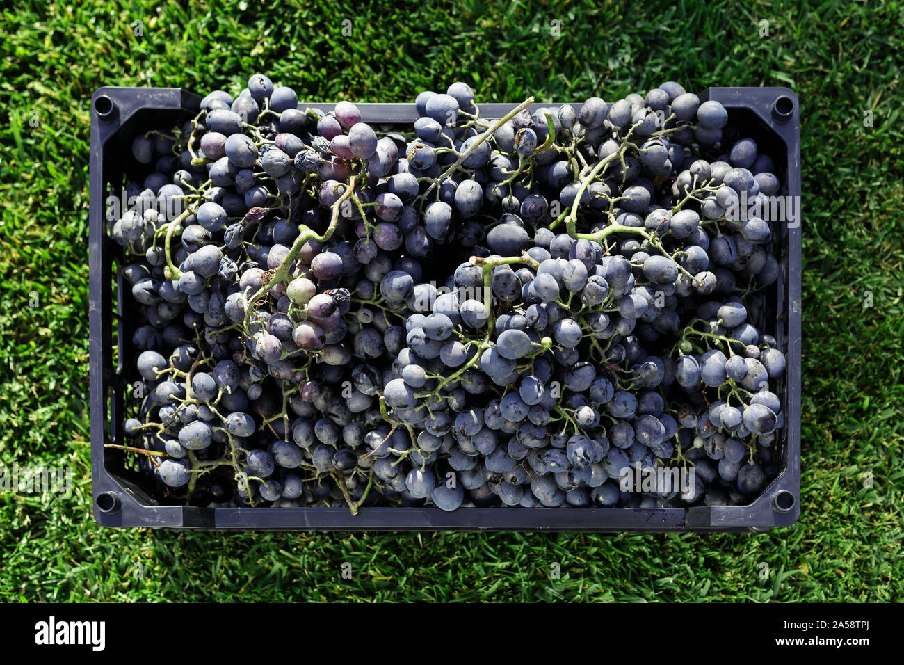 Baskets of Ripe bunches of black grapes outdoors. Autumn grapes harvest in vineyard on grass ready to delivery for wine making. Cabernet Sauvignon Stock Photo