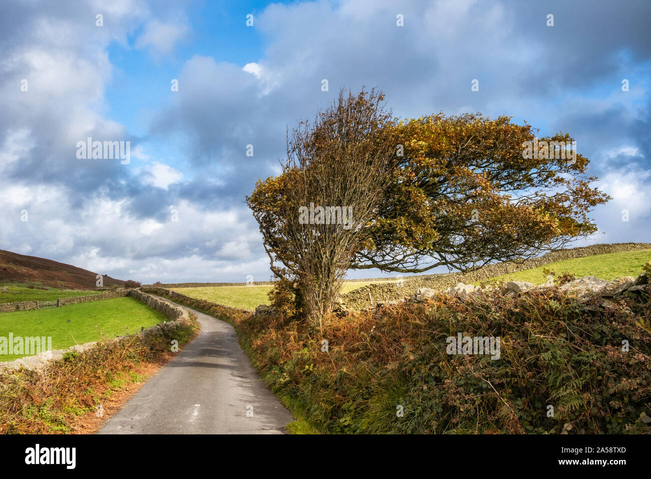The windswept tree on the lane over Lowick Beacon on the edge of the Lake District National Park. Stock Photo