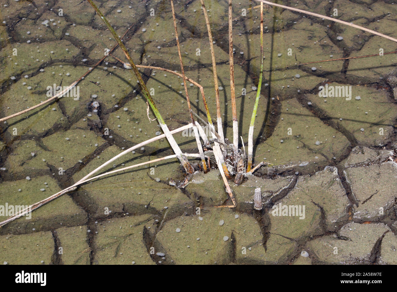 cracked swamp mud Stock Photo - Alamy