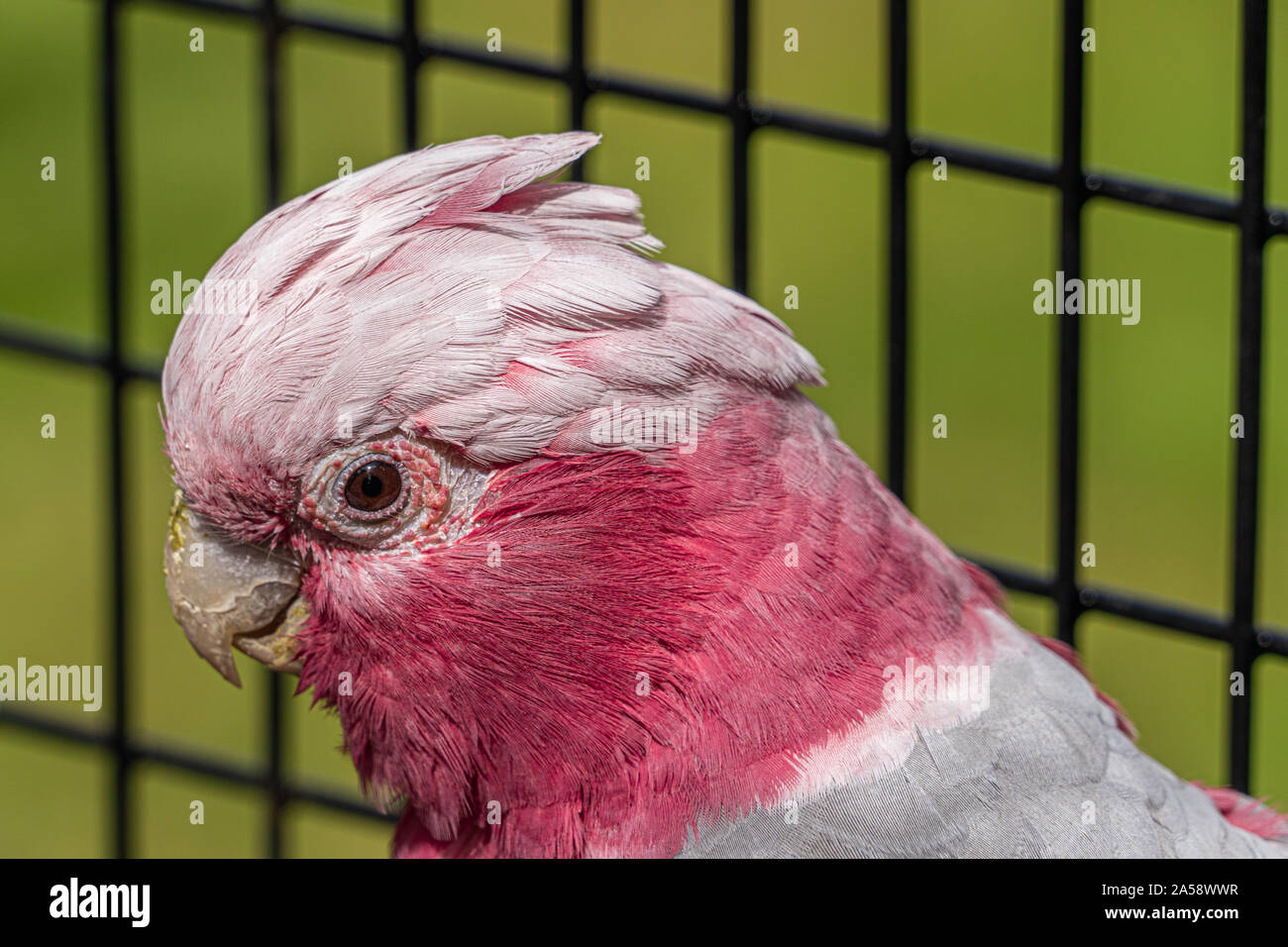 Black cockatoo and galah hires stock photography and images Alamy