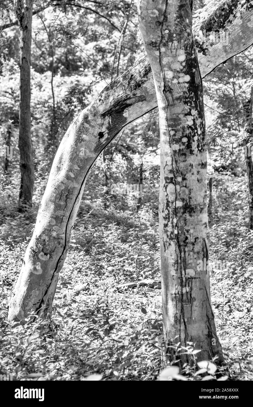 Two trees intertwined hi-res stock photography and images - Alamy